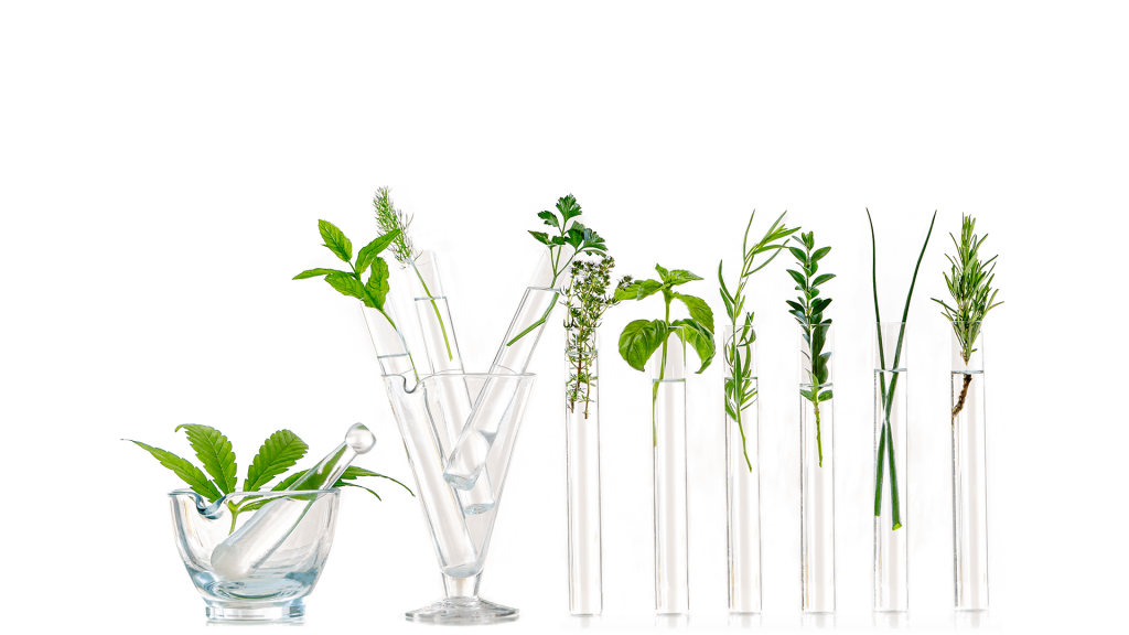anti-aging plant based senolytics